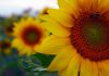The Positive Effects Of Stress (6 Ways To Transform It To Good) stress can be good