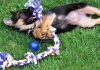 10 Best Puppy Toys (For Teething, Chewing, Snuggling & More) Best puppy toys