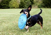 10 Rules For Choosing The Best Dog Toys & Safe Dog Chew Toys
