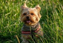 Dog Safety 101: Tag, Chip, Puppy Collar and Leash & Harness Puppy Collar and Leash