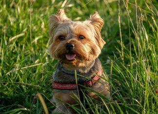 Dog Safety 101: Tag, Chip, Puppy Collar and Leash & Harness Puppy Collar and Leash